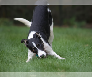 Scout - Male Border Collie Dog for Adoption - Photo #2