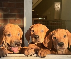 Rhodesian Ridgeback Puppy for sale in NEW CANEY, TX, USA
