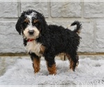 Small #2 Bernedoodle
