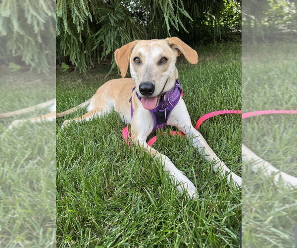 Medium Photo #5 Carolina Dog-Labrador Retriever Mix Puppy For Sale in Greenbelt, MD, USA