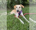 Small #4 Carolina Dog-Labrador Retriever Mix