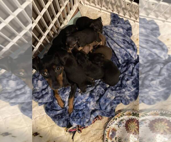 Medium Photo #1 Chihuahua-Chipin Mix Puppy For Sale in BATTLE GROUND, WA, USA