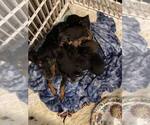 Small Photo #1 Chihuahua-Chipin Mix Puppy For Sale in BATTLE GROUND, WA, USA