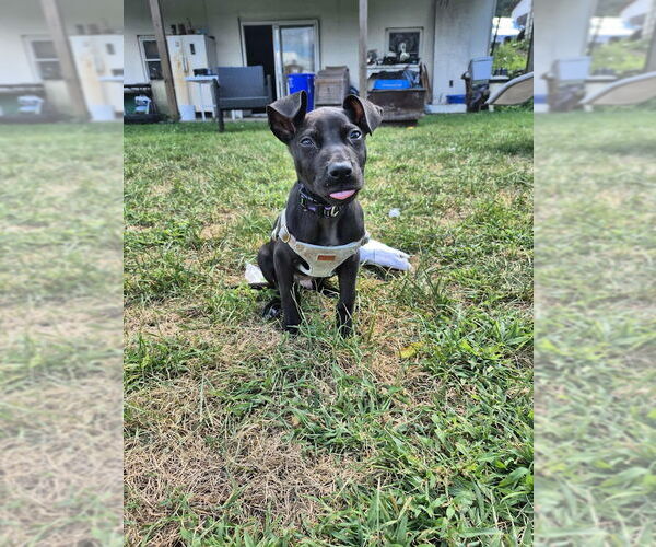 Medium Photo #8 American Pit Bull Terrier-Labrador Retriever Mix Puppy For Sale in Shermans Dale, PA, USA