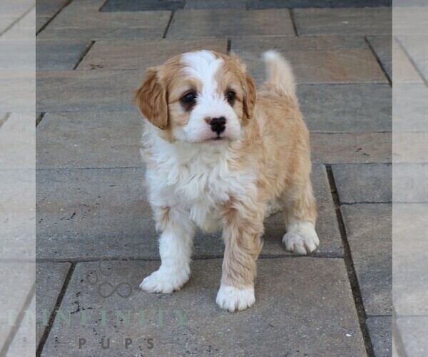 Medium Photo #4 Bernedoodle (Miniature) Puppy For Sale in NARVON, PA, USA