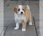 Small #3 Bernedoodle (Miniature)