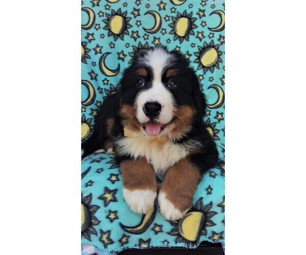 Medium Photo #6 Bernese Mountain Dog Puppy For Sale in LANCASTER, PA, USA