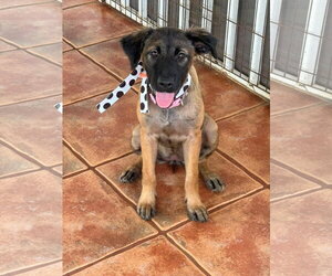 Mutt Dogs for adoption in Virginia Beach, VA, USA