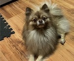 Small Photo #1 Shiranian Puppy For Sale in AVOCA, MI, USA