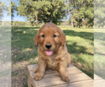 Litter of 2 - Male Golden RetrieverLitter of Puppies for Sale - Photo #2