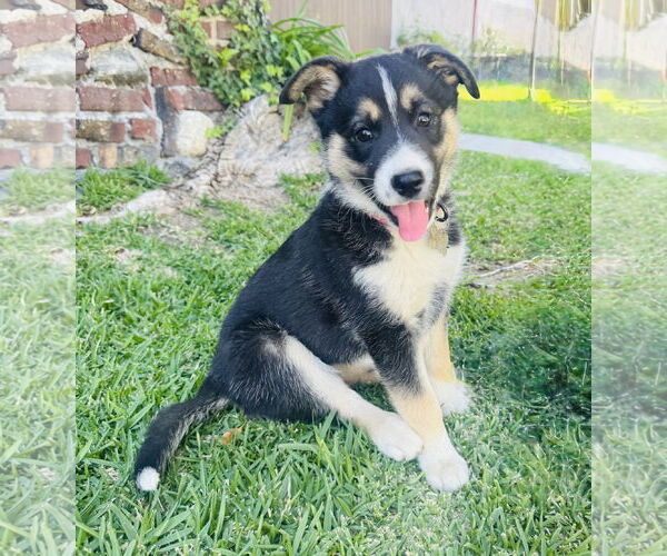 Medium Photo #2 Mutt Puppy For Sale in Marina Del Rey, CA, USA