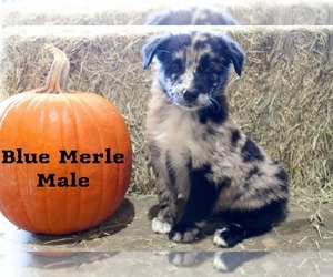 Medium Australian Shepherd