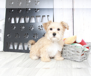 Yo-Chon Puppy for sale in MARIETTA, GA, USA