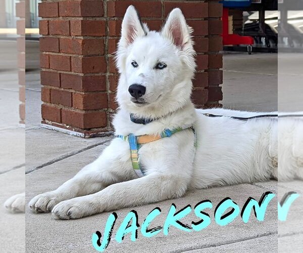 Medium Photo #5 Siberian Husky-Unknown Mix Puppy For Sale in Carrollton, TX, USA