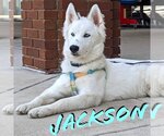 Small #4 Siberian Husky Mix