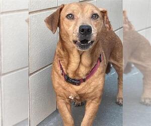 Dachsador Dogs for adoption in Corpus Christi, TX, USA