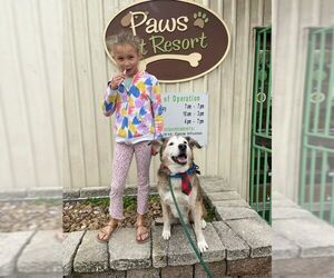 Patch - Male Siberian Husky-Unknown Mix Dog for Adoption - Photo #6