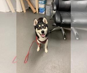 Shiba Inu Dogs for adoption in Corpus Christi, TX, USA