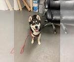 Small Shiba Inu
