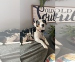 Small Photo #1 Aussie-Corgi Puppy For Sale in THE DALLES, OR, USA