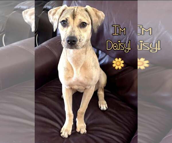 Medium Photo #1 Catahoula Leopard Dog-Unknown Mix Puppy For Sale in phoenix, AZ, USA