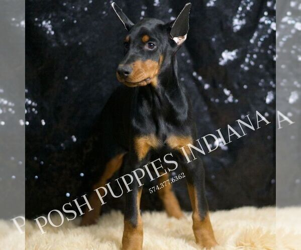 Medium Photo #7 Doberman Pinscher Puppy For Sale in WARSAW, IN, USA