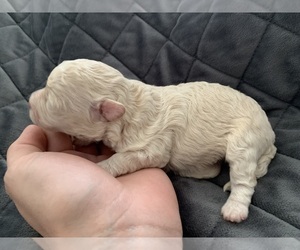 ShihPoo Puppy for sale in DEMOREST, GA, USA