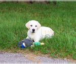 Small #10 Labrador Retriever