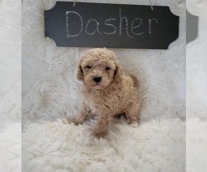 Goldendoodle-Poodle (Miniature) Mix Puppy for sale in NORTH VERNON, IN, USA