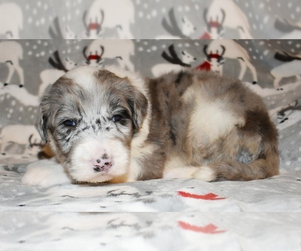 Medium Photo #13 Sheepadoodle Puppy For Sale in ASPERMONT, TX, USA