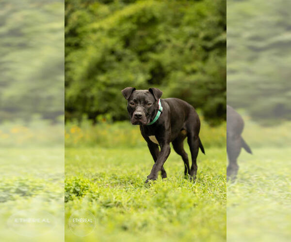 Medium Photo #7 American Pit Bull Terrier-Unknown Mix Puppy For Sale in Raleigh, NC, USA