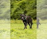 Small #6 American Pit Bull Terrier Mix