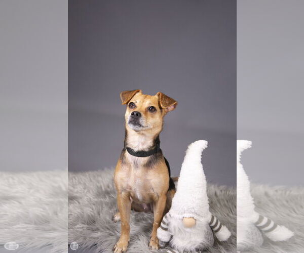 Medium Photo #14 Jack Chi Puppy For Sale in Princeton, MN, USA