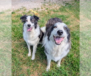 Great Pyrenees Dogs for adoption in Green Forest, AR, USA