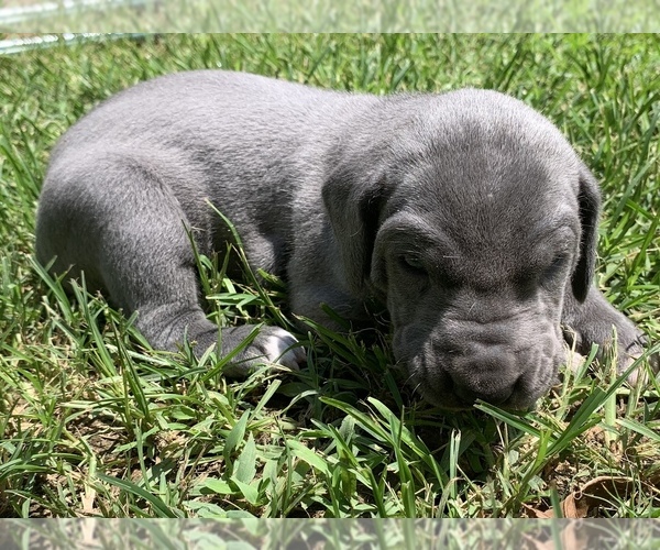 Medium Photo #9 Great Dane Puppy For Sale in CLANTON, AL, USA