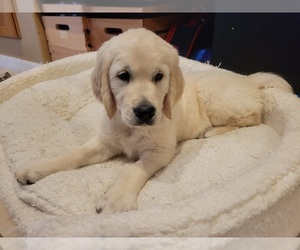 English Cream Golden Retriever Puppy for sale in LUTZ, FL, USA