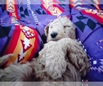 Small #7 Goldendoodle