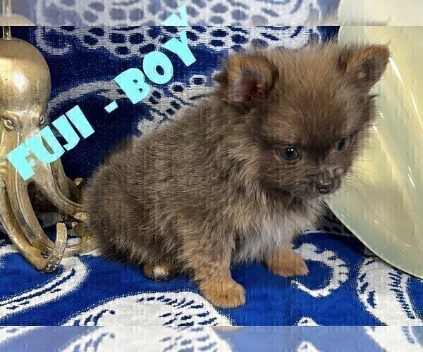 Medium Photo #4 Pomeranian Puppy For Sale in FRESNO, CA, USA