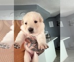Litter of 6 - Male(s) and Female(s) German Shepherd DogLitter of Puppies for Sale - Photo #10