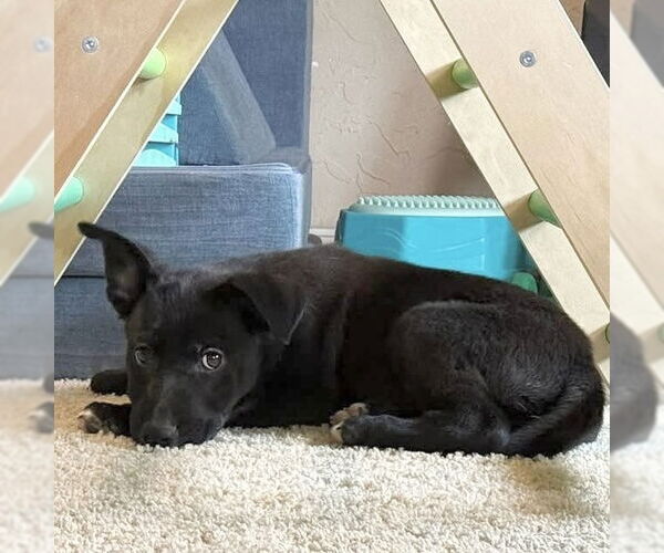 Medium Photo #13 Labrador Retriever-Unknown Mix Puppy For Sale in OKLAHOMA CITY, OK, USA