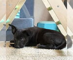 Small #12 Labrador Retriever Mix