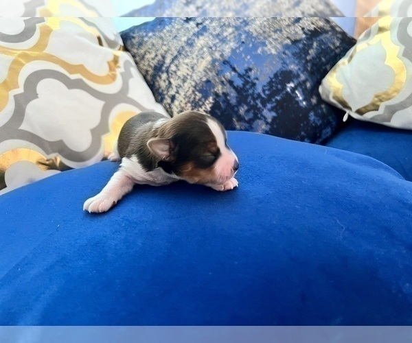 Medium Photo #65 Yorkshire Terrier Puppy For Sale in HAYWARD, CA, USA