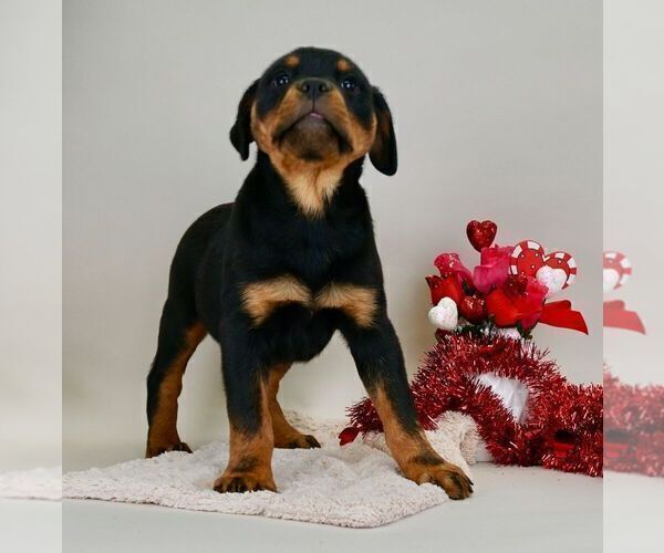 Medium Photo #16 Rottweiler Puppy For Sale in NAPPANEE, IN, USA