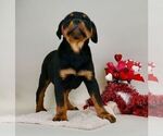 Small Photo #16 Rottweiler Puppy For Sale in NAPPANEE, IN, USA