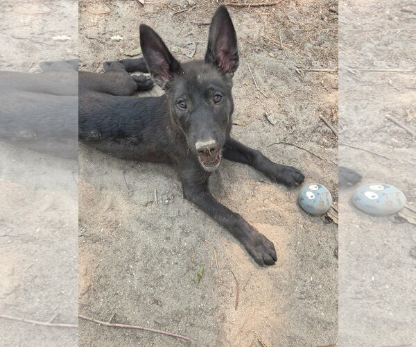 Medium Photo #1 Mutt Puppy For Sale in Stevens Point, WI, USA