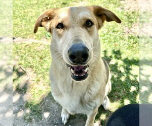 German Shepherd Dog Dogs for adoption in Riverside, CA, USA