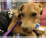 Small #2 American Pit Bull Terrier