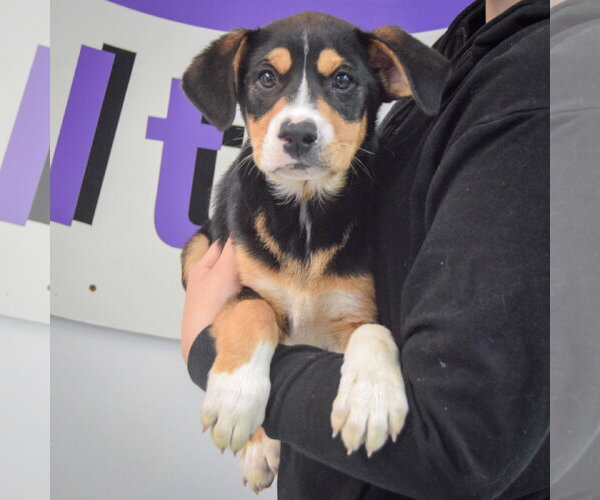 Medium Photo #3 Border Collie-Unknown Mix Puppy For Sale in Huntley, IL, USA