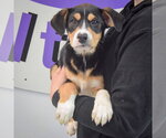 Small #2 Border Collie Mix