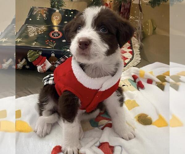 Medium Photo #1 Australian Kelpie-Unknown Mix Puppy For Sale in San Diego, CA, USA